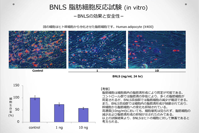 BNLSneo脂肪細胞反応試験