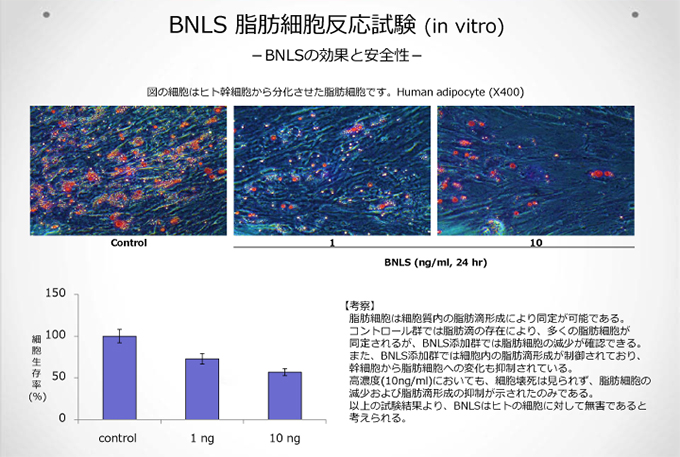 BNLS ULTIMATE脂肪細胞反応試験