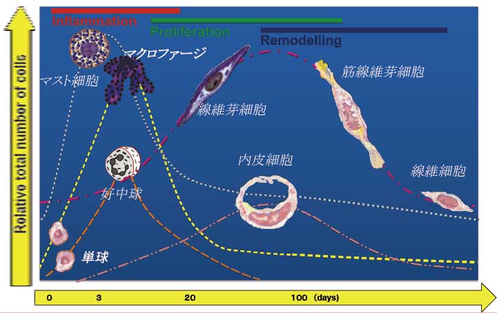 ヒーライト照射後